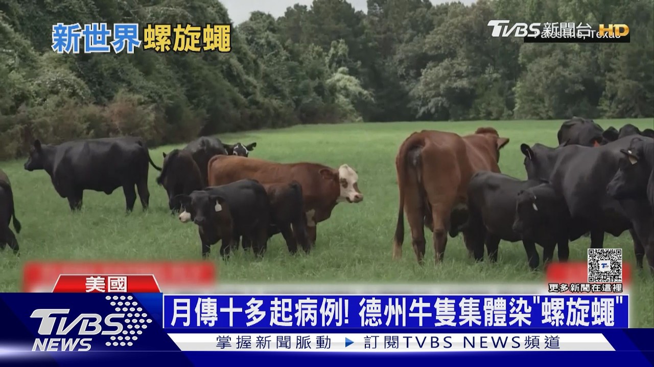 影音/食肉寄生蟲來襲! 美國德州爆「螺旋蠅」疫情 人類恐感染