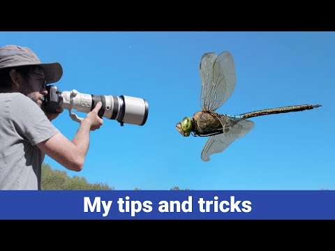 How to Photograph Dragonflies in Flight