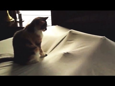 Cats Playing Under Sheets