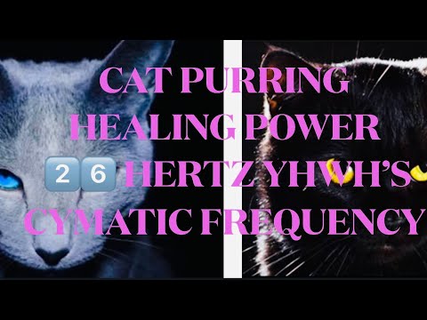 CAT PURRING HEALING FREQUENCY VIBRATIONS 26 HERTZ THE HEALING FREQUENCY OF YHWH
