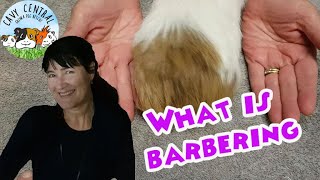 Why do guinea pigs barber their hair barbering