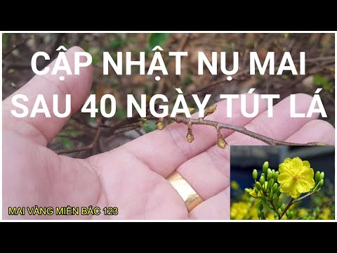 🔴 QBS2148 -  CẬP NHẬT TÌNH HÌNH NỤ MAI SAU KHI TÚT LÁ 40 NGÀY || THỜI ĐIỂM TÚT LÁ MAI VÀNG MIỀN BẮC