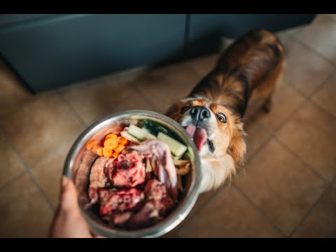 Hunde Oase Ernährungsberatung!