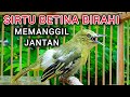 SIRTU BETINA GACOR BIRAHI MEMANGGIL JANTAN BIKIN SIRTU GACOR NYAUT