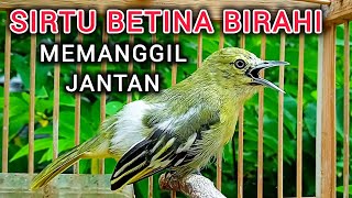 Download lagu SIRTU BETINA GACOR BIRAHI MEMANGGIL JANTAN - BIKIN SIRTU GACOR NYAUT mp3