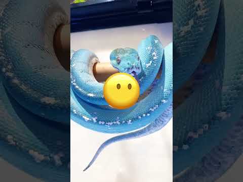 لن تصدق تشابه هذا العصفور مع عصفورها! 😱🐦 #shorts