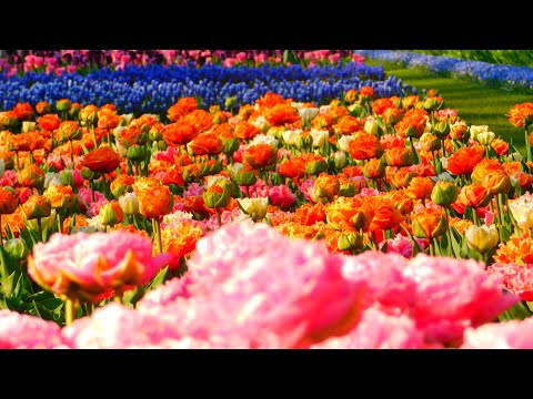 Bild Impressionen und Teil einer Vorführung auf dem Keukenhof