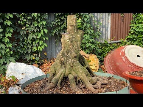 Khui bầu Mai nằm bồn cho lên chậu ghép /Bonsai BĐS # 454
