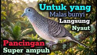 Download lagu Pancingan suara perkutut lokal gacor mp3