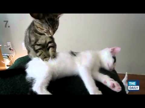 TOP 10 BEST CAT VIDEOS OF ALL TIME!