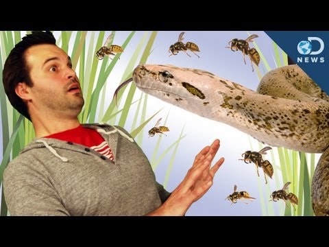 侵略的な種を私たちのために働かせる (Making Invasive Species Work For Us)