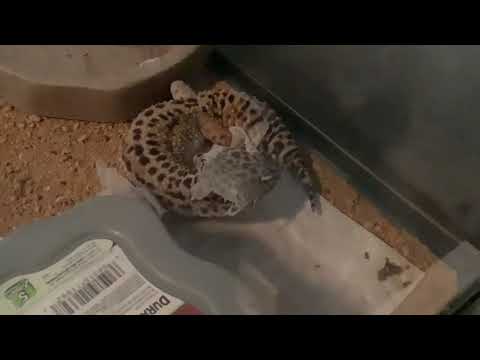 Come on you could do it