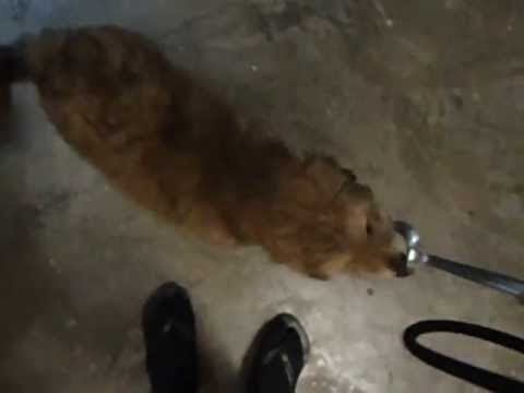 Puppy Smoosh Loves the Spoon