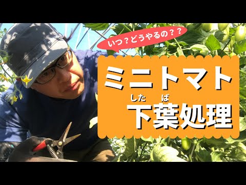, title : '【ミニトマト／たくさん収穫するぞ！】ミニトマトの下葉処理（下葉かき）'