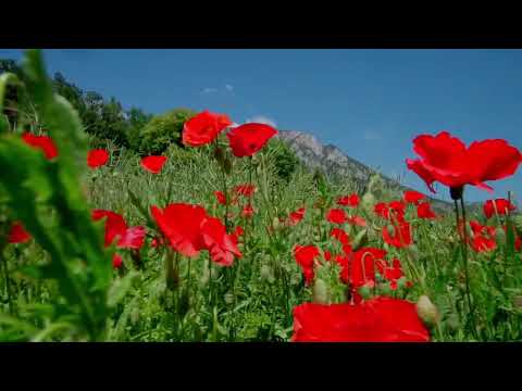 Blossoming Field of Poppies - Stress Relief- Peaceful and Relaxing