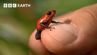The Remarkable Wildlife of Costa Rica | Deep into the Wild | BBC Earth