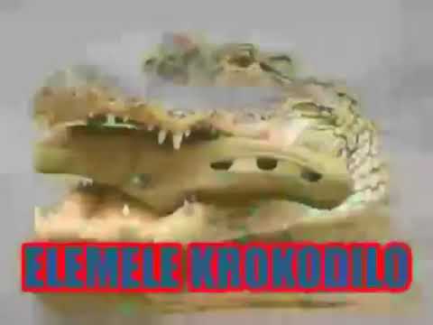 elemele krokodilo