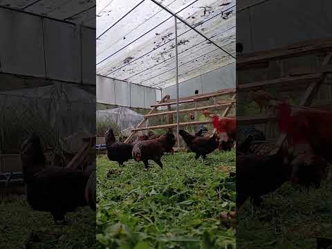 #FarmLife#NativeChickens#farming#chicken#RDG