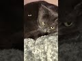 Hiss At Your Cat Catchallenge Cutecat Catvideo Short Catslover Catreact