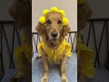 such a puppy is so beautiful funny pets funny dog funnyvideo shorts