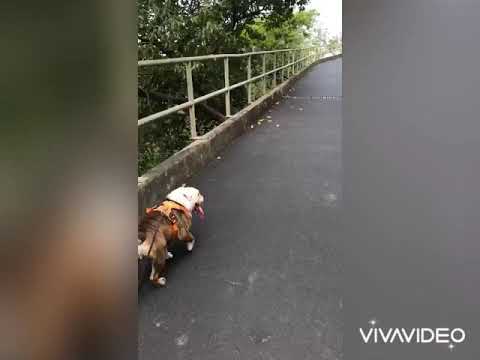 Walkies with the dogs 🐶 🐕