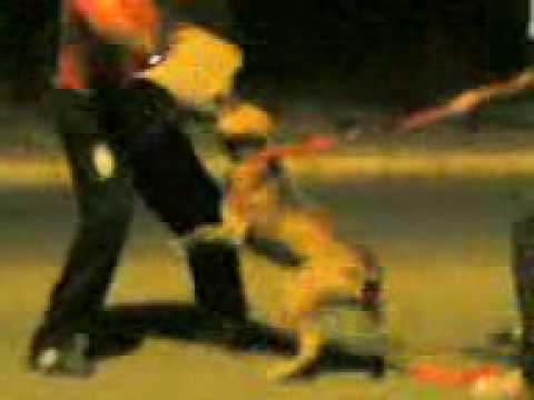 leo attack hicham 3 staff americain leo