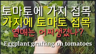 토마토에 가지 접목,가지에 토마토 접목.열매는 어찌생겼나? Eggplant grafting on tomato…