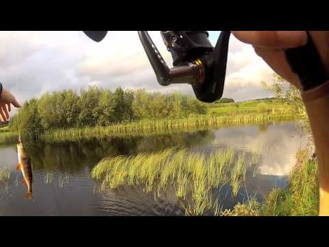 Aborre Fiskeri ! Perch Fishing!