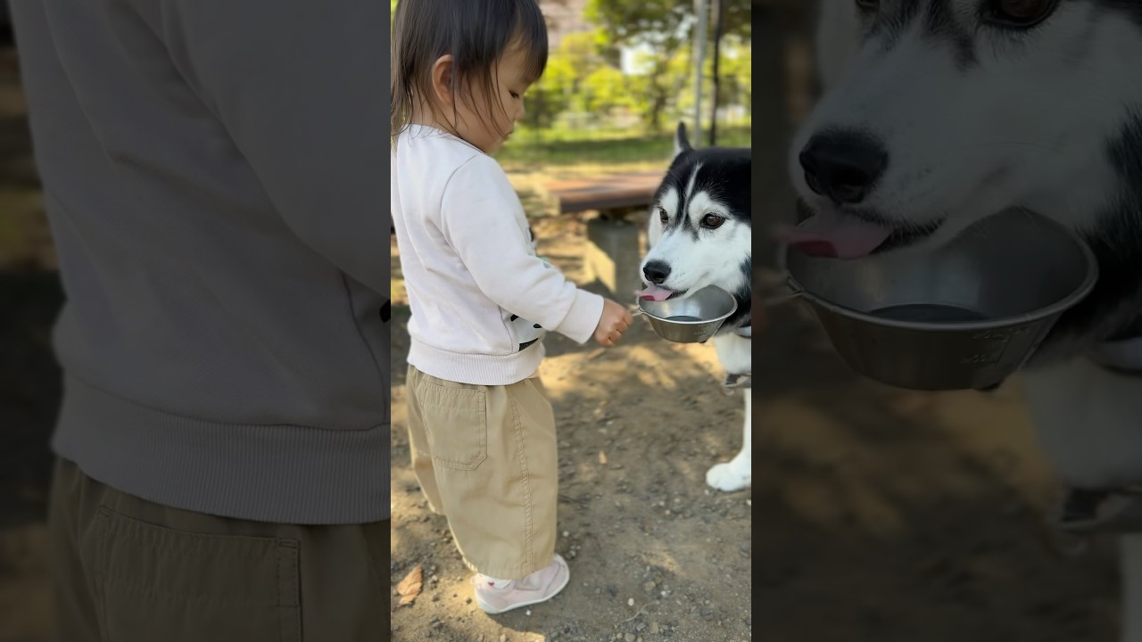 どうしてもシベリアンハスキーのお世話をしたい赤ちゃん😂