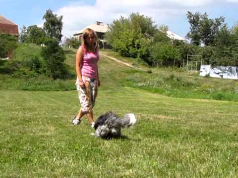 Dogdancing - Nicoletta and Beauty