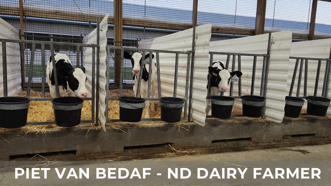 Calf Starter Trial (101)