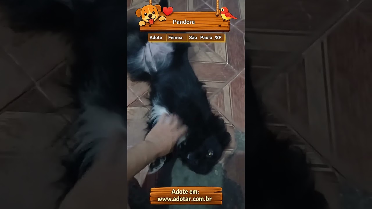 Cachorro raça SRD-ViraLata idade 1 ano nome Pandora 