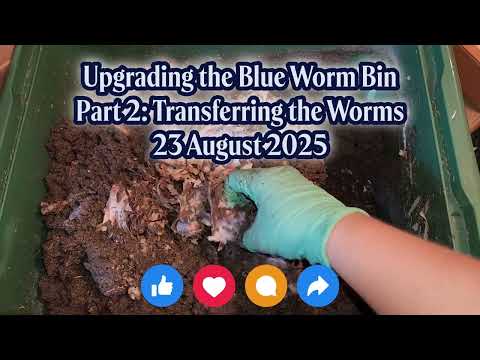 Upgrading the Blue Worm Bin Pt 2 - Moving the Worms 23 August 2025 #vermicompost #wormbin
