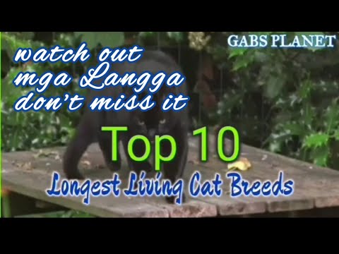 Top 10 Breeds Of Longest Life Span Of Cats