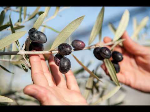 Banco de germoplasma de olivo del INTA Junín. Preservarlo es apostar al futuro del sector olivícola