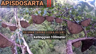 Download lagu @qharinalebahchannel1518 panen Sialang bertaruh ny4w4 untuk mendapat kan madu murni/asli‼️‼️‼️ mp3 Download lagu @qharinalebahchannel1518 panen Sialang bertaruh ny4w4 untuk mendapat kan madu murni/asli‼️‼️‼️ mp3