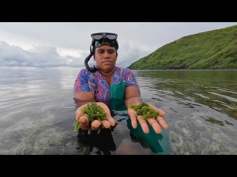 Harvesting Sea Grapes To Make A Village Style Sea Grape Salad🇫🇯