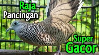 Download lagu Perkutut lokal gacor suara besar - biang pancingan. mp3 Download lagu Perkutut lokal gacor suara besar - biang pancingan. mp3
