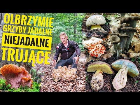 Edible giant mushrooms and many other curiosities in Polish forests (August)