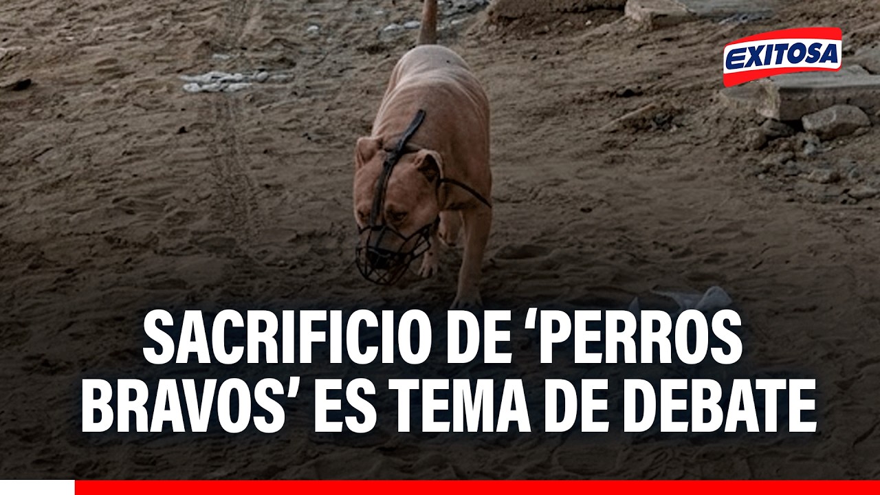 🔴🔵Sacrificio de perros ‘bravos’ es tema de discusión tras ataque de rottweiler a menor.