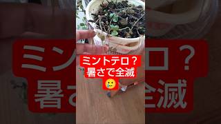 【農学修士地獄声あり#室内栽培 】#ミント は強いと言うが、夏の暑さで壊滅しそうなのですが…#園芸 #貧乏生活 #独身男性 。
