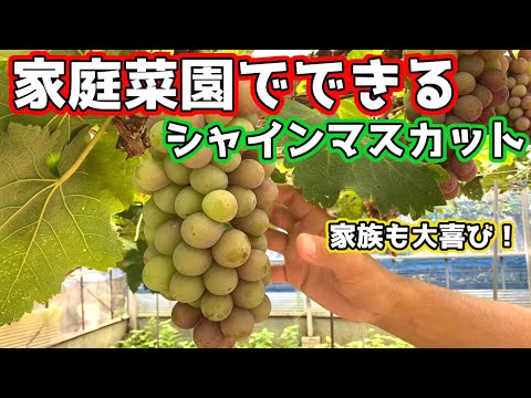 冬に大根菜園で何をするか