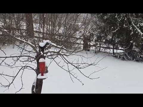 4 weeks until Spring and fresh snow in Zone 6 A