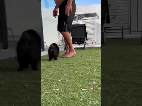 Cachorro Pomerania Lady Tiana
