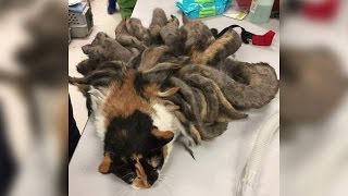 Cat rescues: Abandoned cat&#39;s matted fur turns into 2 pounds of dreadlocks; Cat saved - Compilation