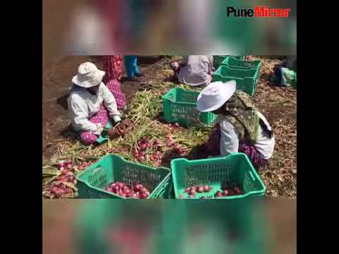 Night soil trumps organic and chemical fertilisers, improves yield | Pune Mirror