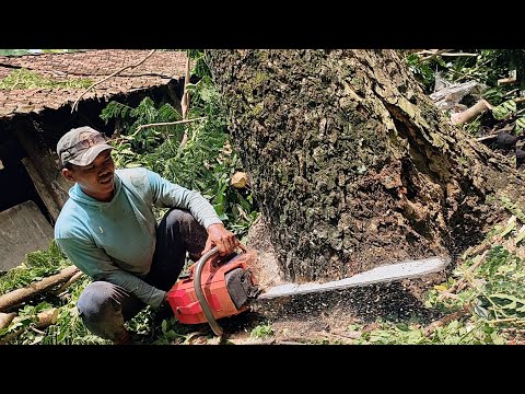 Complicated... Cut down an old tree in the middle of a housing estate.
