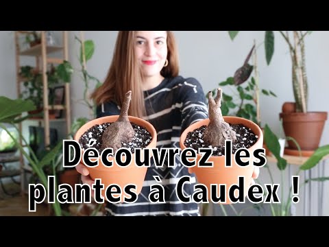 , title : 'Découvrez les plantes à Caudex ! | Vertbobo'
