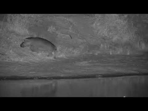 Djuma: Hippo leaving the dam - 18:31 - 07/20/20