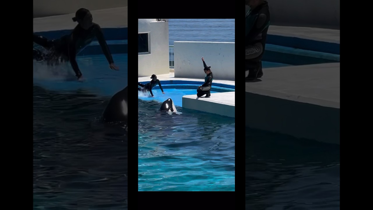 ラブラブ中にカットインするトレーナー #キレが凄い #シャチ #鴨シー #orca #killerwhale